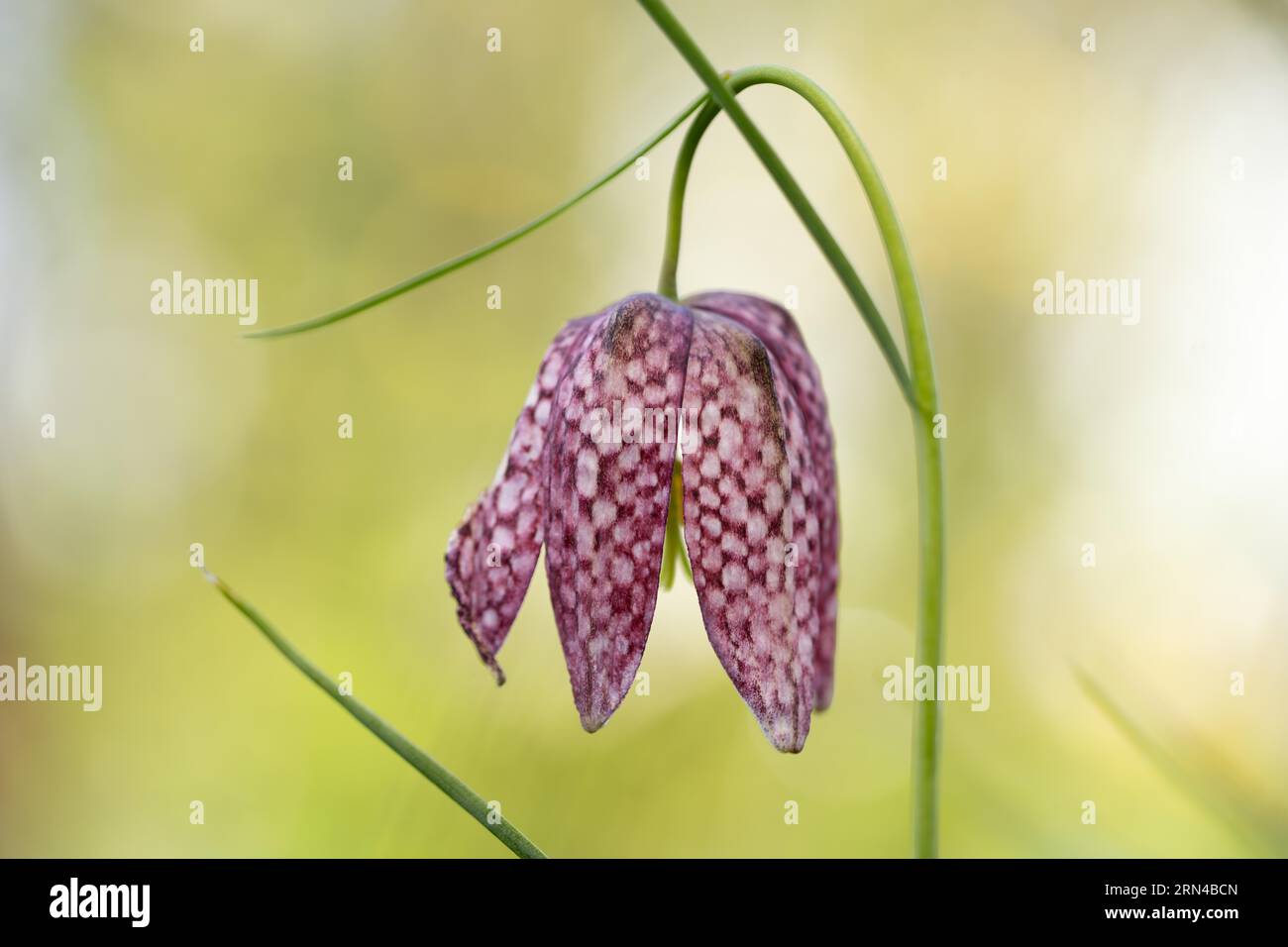 Schlangenkopffritillary (Fritillaria meleagris), blüht im Moor im Licht der Sonne, Niedersachsen, Deutschland Stockfoto