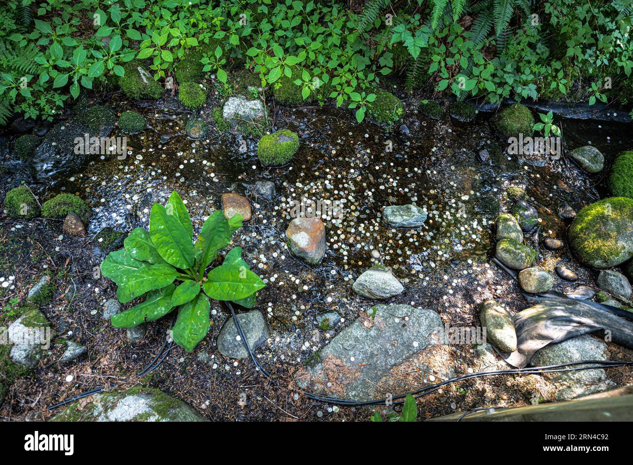 Creek, in den Menschen Münzen werfen Stockfoto