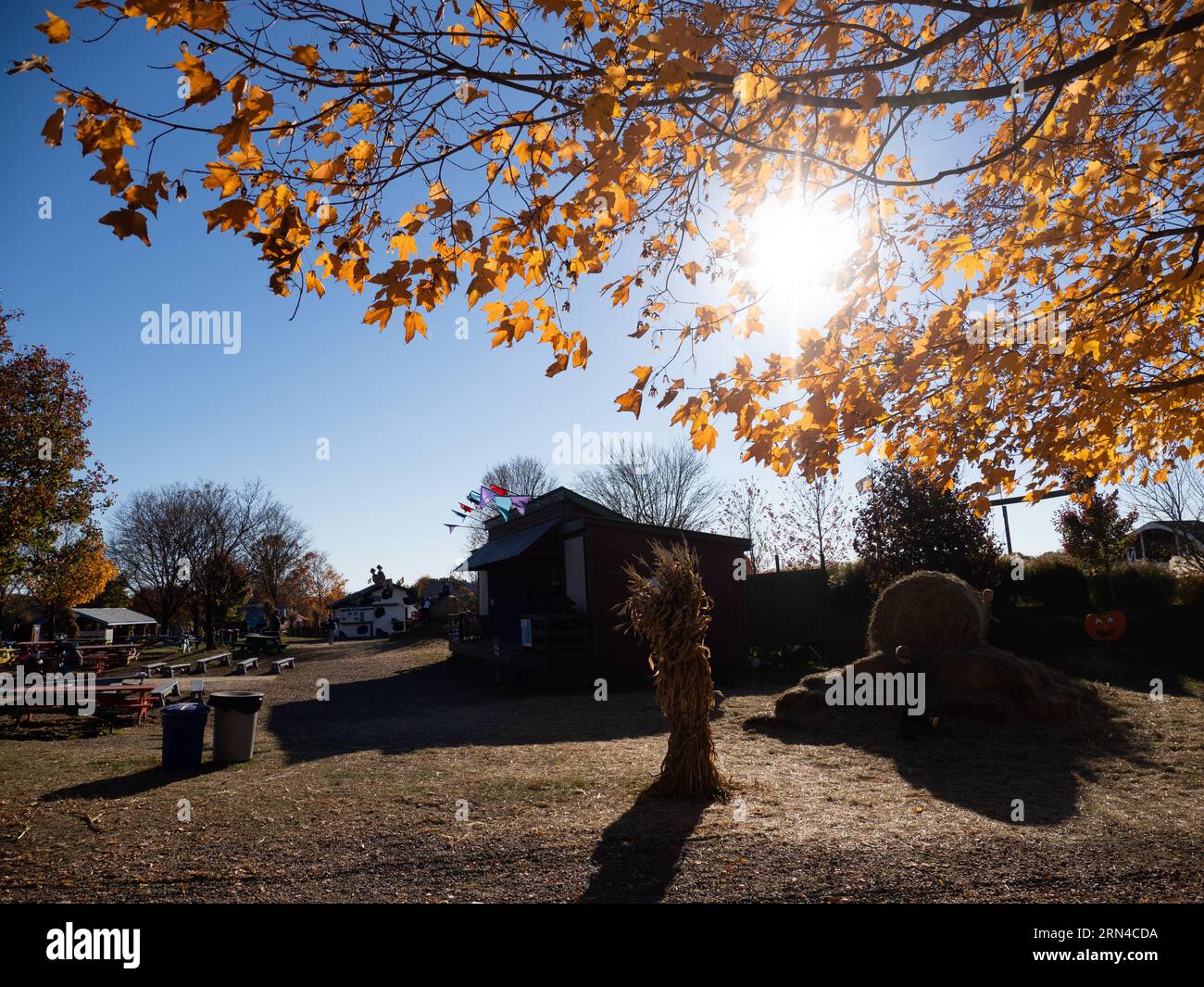 Herbstlaub beim Herbstfest Eastern United States // EASTERN UNITED STATES – Sonnenlicht filtert durch leuchtende orange und braune Herbstblätter bei einem Herbstfest in der ländlichen Landschaft der Eastern United States. Das hintergrundbeleuchtete Laub erzeugt ein warmes Leuchten, während die Sonnenstrahlen während der Herbstsaison das bunte Blätterdach durchdringen. Herbstfeste in der gesamten Ostküstenregion feiern die Erntezeit und den Wechsel der Blätter mit verschiedenen Aktivitäten und Veranstaltungen. Die ländliche Umgebung zeigt die natürliche Schönheit, die in den Herbstmonaten Laubhüter und Touristen an die Ostküste zieht. Stockfoto