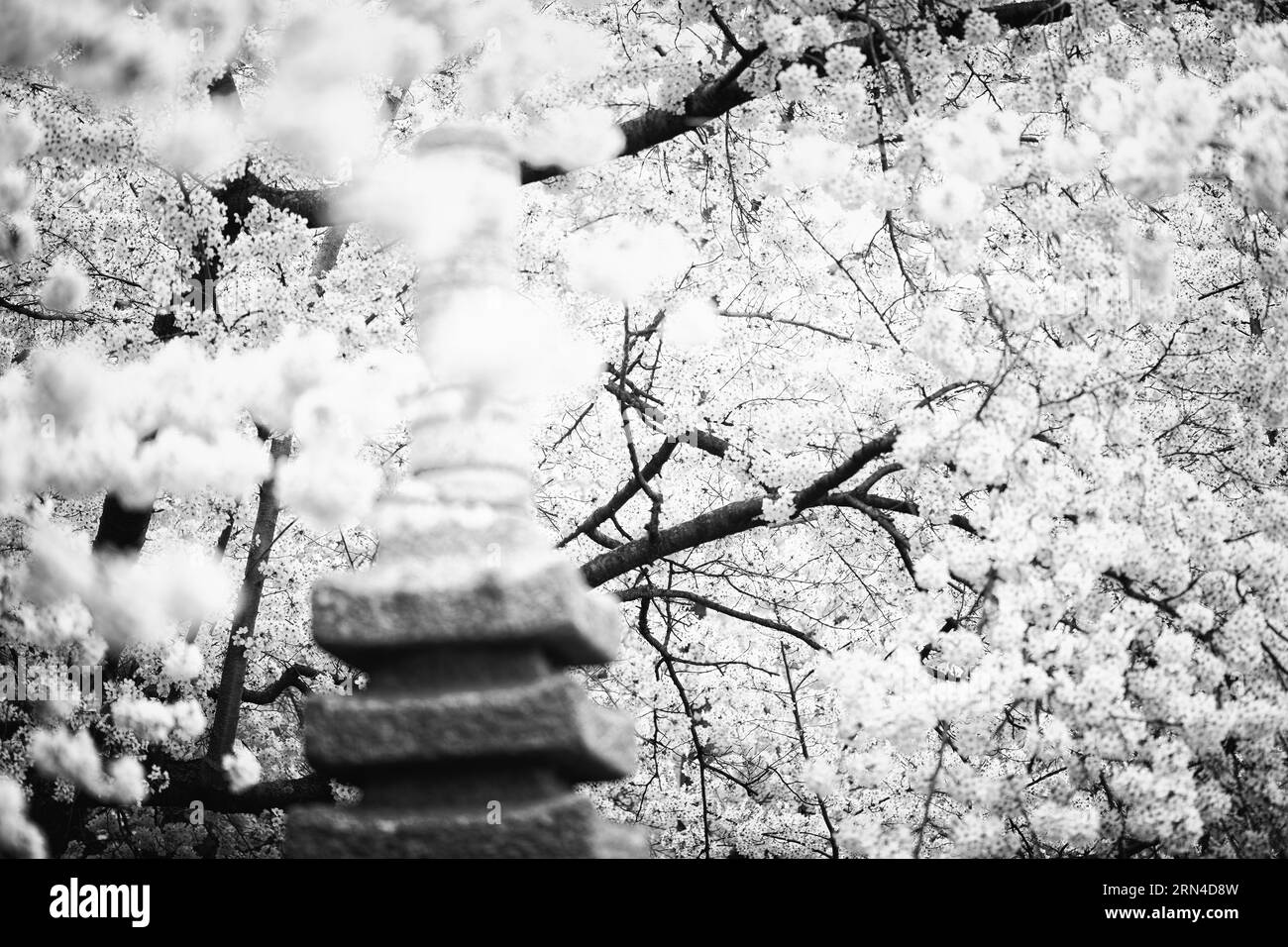Kirschblüten und Steinlaterne, Tidal Basin, Washington, D.C. Schwarzweißfoto, das die Laterne im Vordergrund mit Kirschblüten im weichen Fokus zeigt. Stockfoto