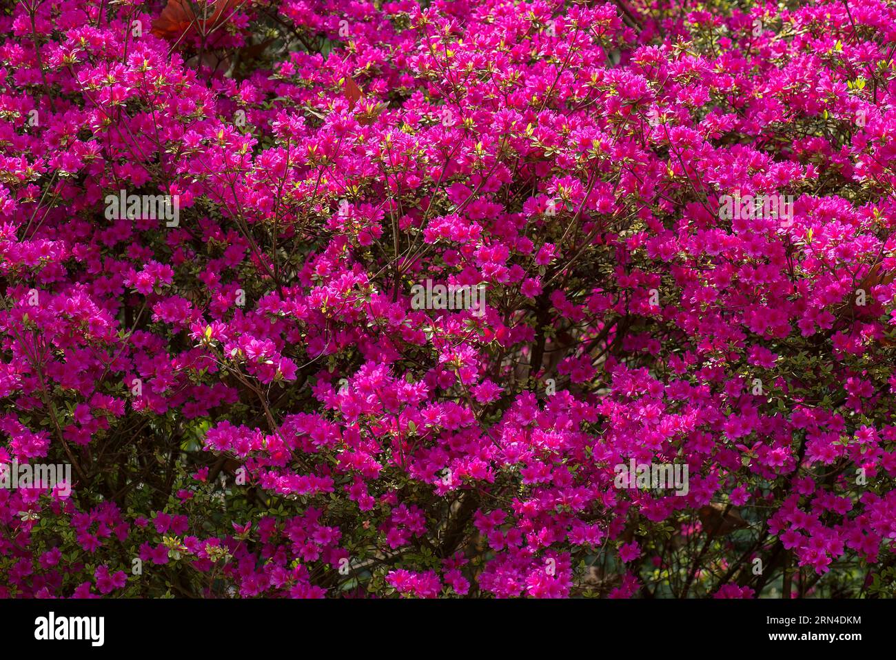 Rot blühende Azaleen (Rhododendron), Stadtpark in Lahr, Baden-Württemberg, Deutschland Stockfoto