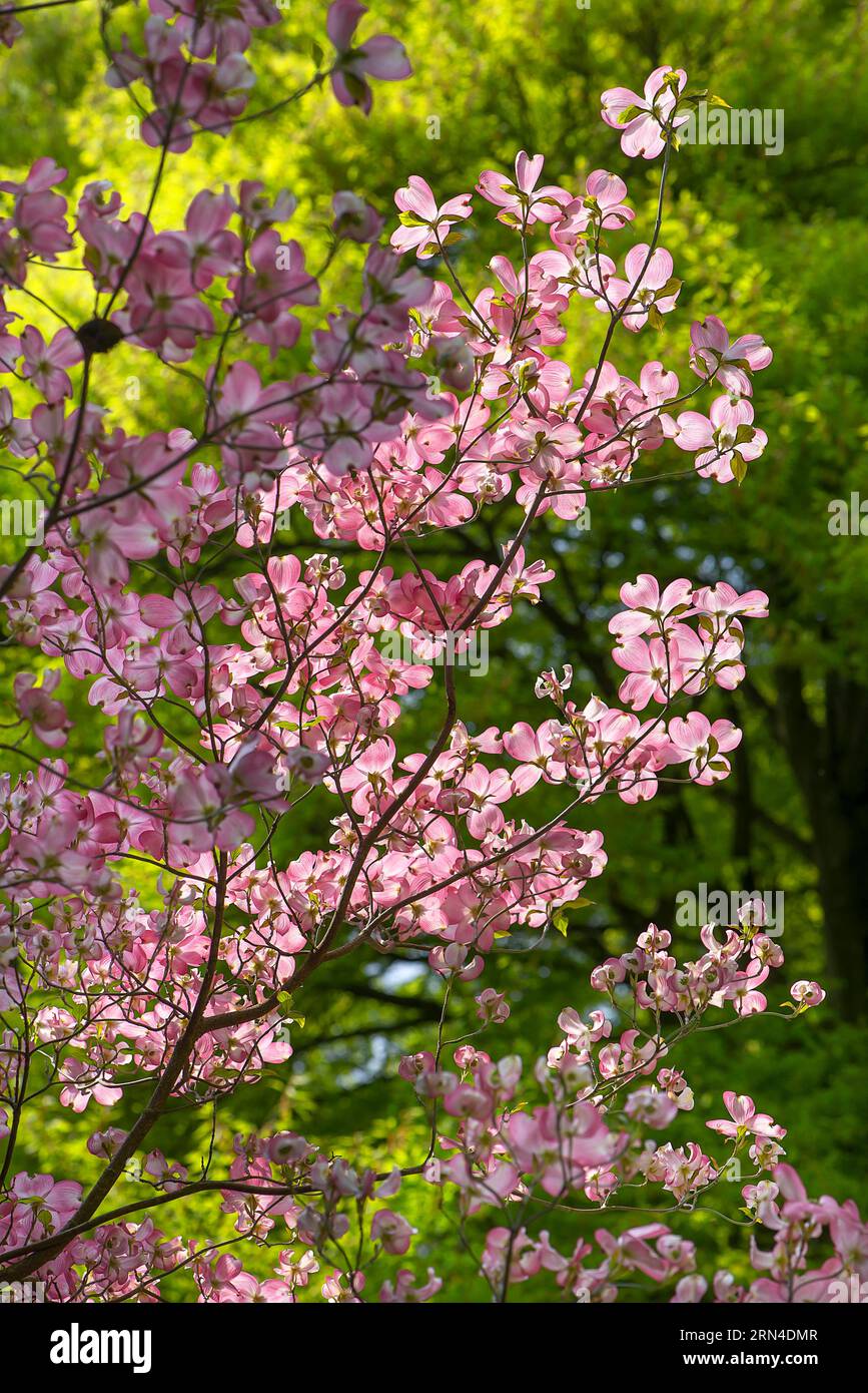 Amerikanischer blühender Hartriegel (Cornus florida 'Rubra'), Stadpark von Lahr, Baden-Württemberg, Deutschland Stockfoto