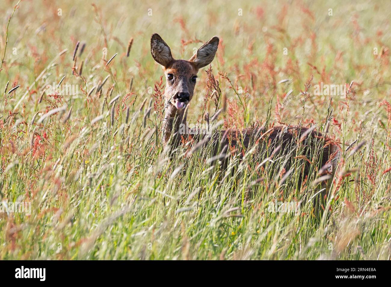 Europäisches Reh (Capreolus capreolus) auf einer Wiese ragt aus der Zunge, Schleswig-Holstein, Deutschland Stockfoto