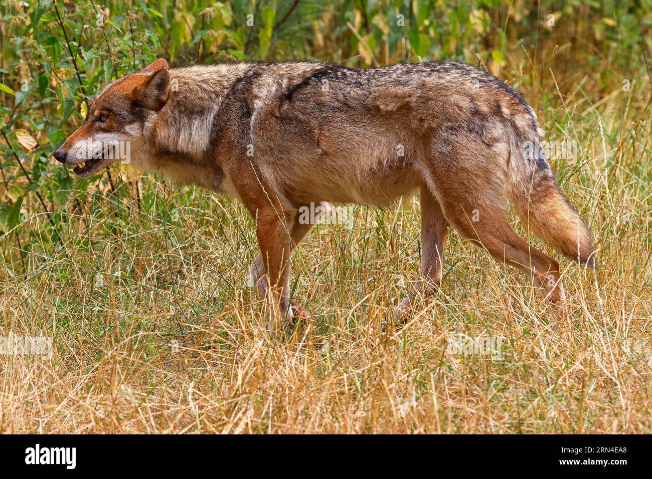 Grauer Wolf (Canis Lupus), der durch die Wiese läuft Stockfoto