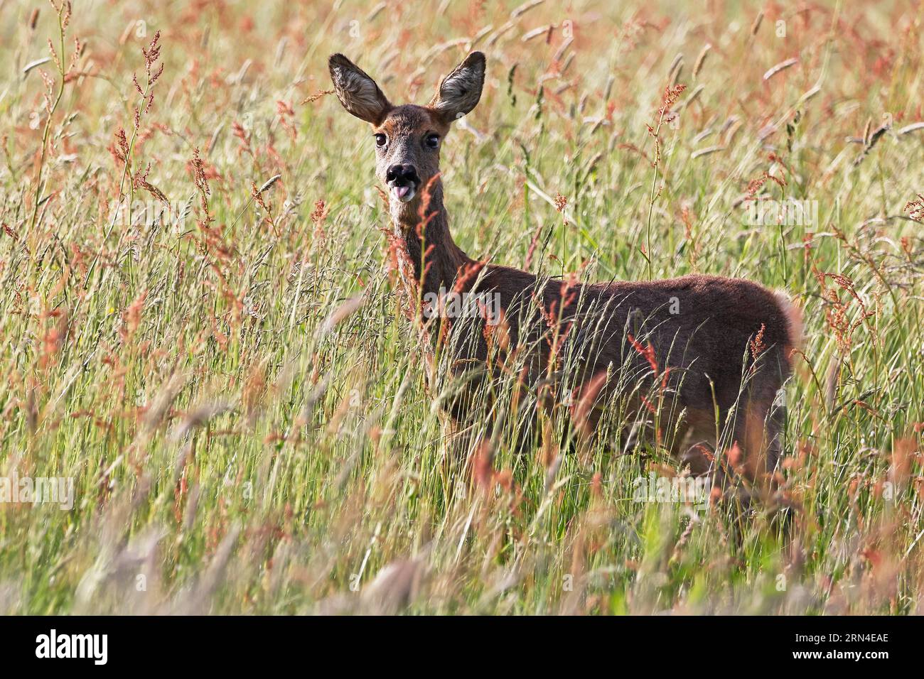 Europäisches Reh (Capreolus capreolus) auf einer Wiese ragt aus der Zunge, Schleswig-Holstein, Deutschland Stockfoto