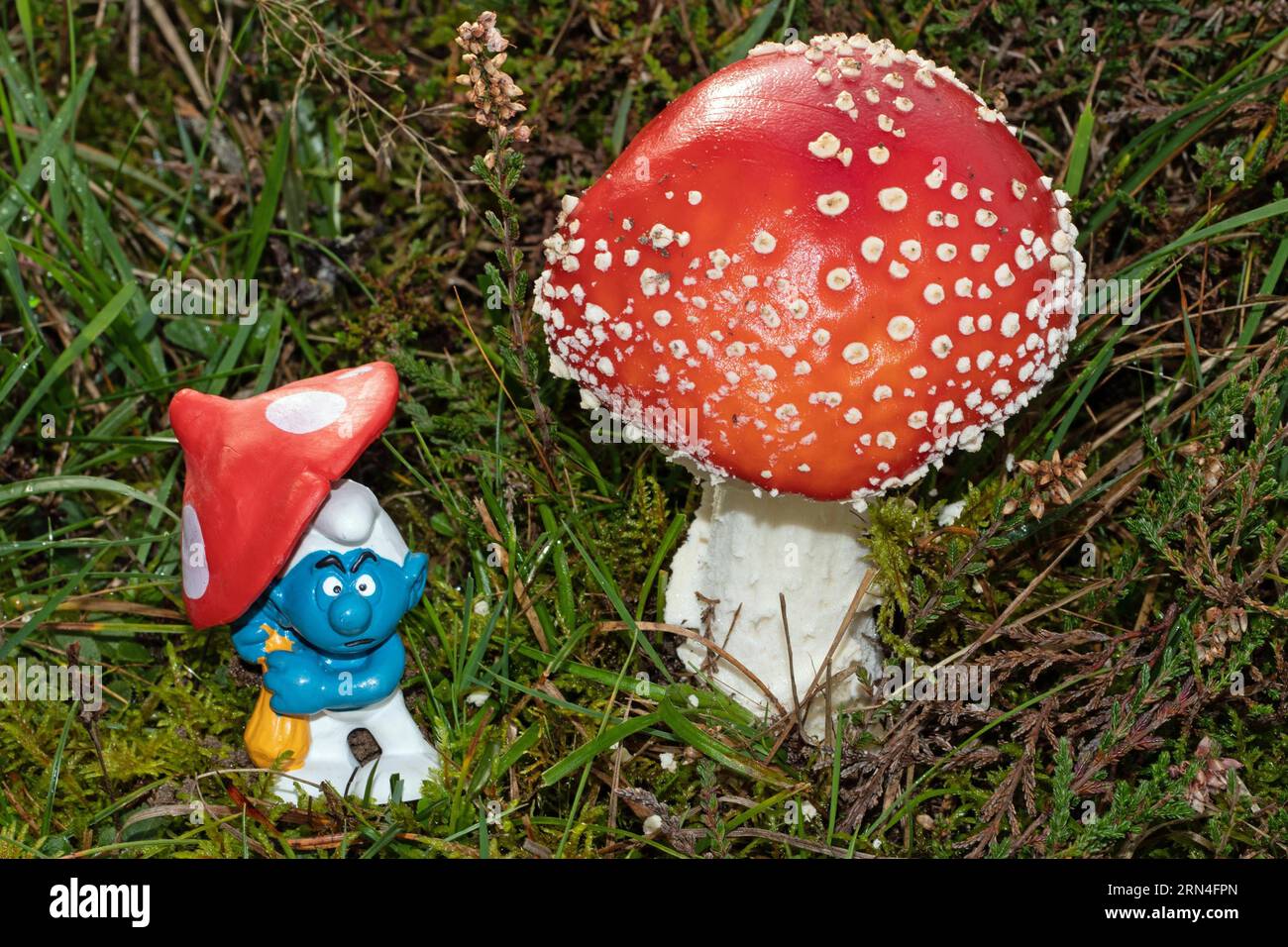Der Fruchtkörper des Rollstuhls mit weißem Stiel und rotem Hut mit weißen Schuppen neben der Spielzeugfigur Schlumpf im grünen Gras Stockfoto