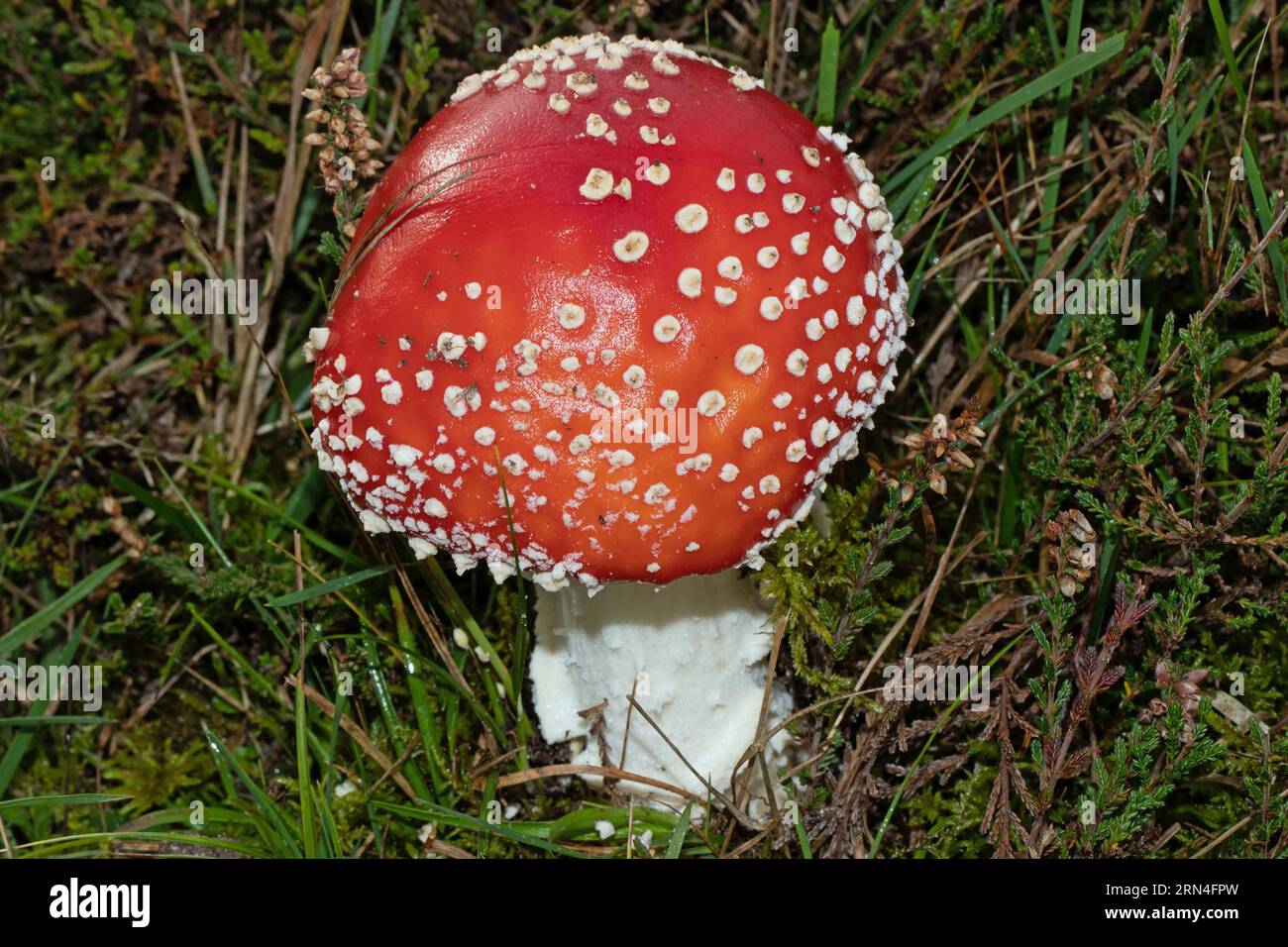 Fliegen Sie einen agarischen Fruchtkörper mit weißem Stiel und roter Kappe mit weißen Flocken im grünen Gras Stockfoto