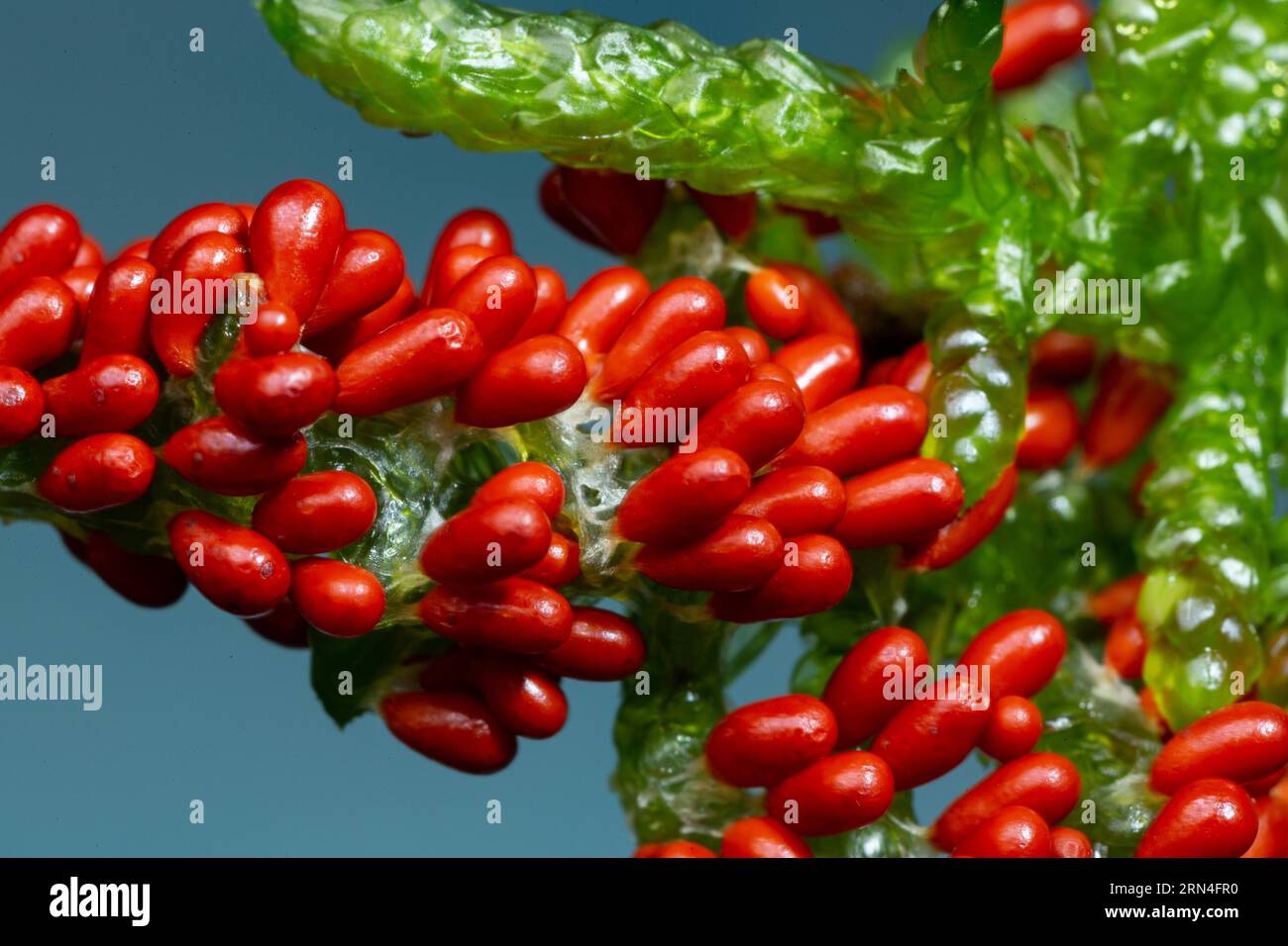 Löwenfrucht viele Fruchtkörper mit weißen Stängeln und knallförmigen roten Fruchtkapseln nebeneinander auf grünem Blatt gegen blauen Himmel Stockfoto