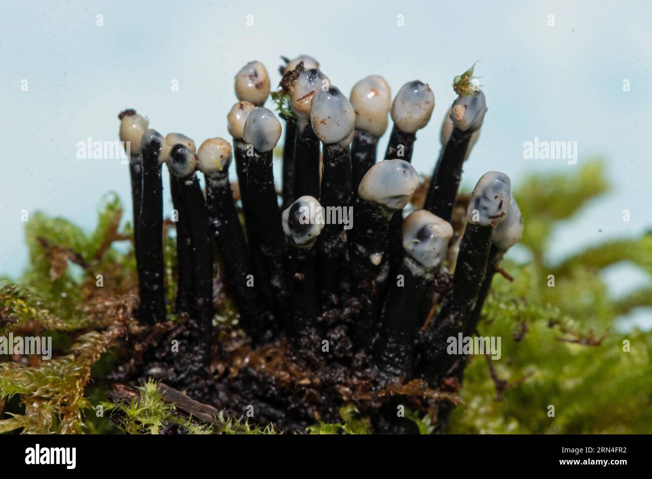 Die Nebenfrucht aus der schwarzen Konidia bildet mehrere schwarze, raue Stiele und eiförmige, milchweiße Köpfe nebeneinander auf Baumstumpf mit grünem Moos Stockfoto
