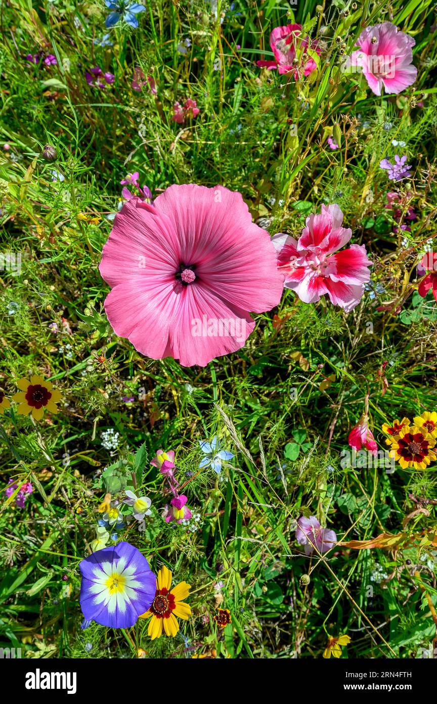 Sommerwiese mit jährlicher Malve (Lavatera trimestris), Godetia (Clarkia amoena) und Zwergmorgendglück (Convolvulus tricolor), Allgaeu, Bayern Stockfoto