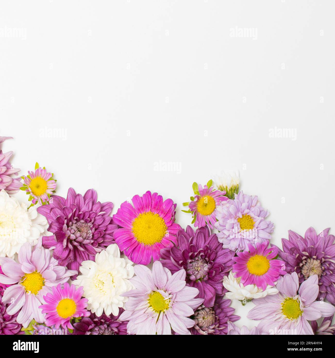 Zusammensetzung wunderbar helle Blumen Stockfoto