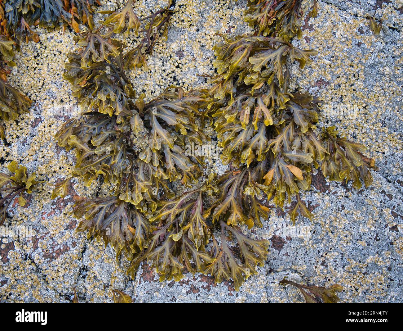 Bladderwrack Seetang (Fucus Vesiculosus), der auf einem mit Barnakeln verkrusteten Felsen am Rande des Luskentyre Beach in den Äußeren Hebriden, Schottland, Großbritannien, wächst. Stockfoto