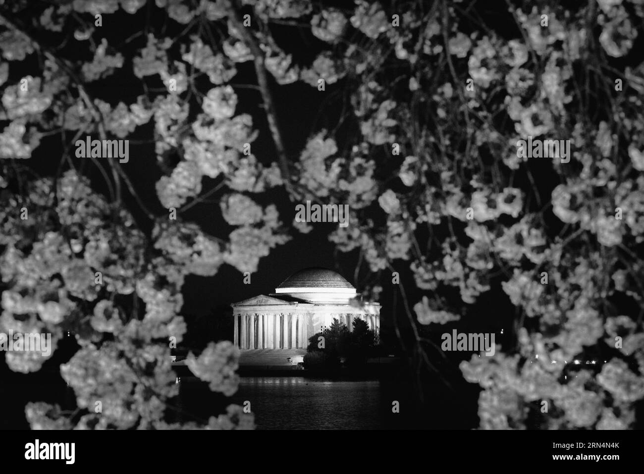 Jefferson Memorial at Night, Washington, D.C. Schwarzweißfoto, das das Denkmal von Kirschblüten umrahmt zeigt. Stockfoto