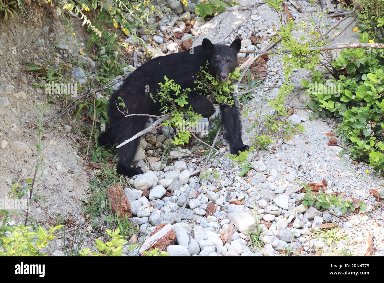 Schwarzer Bär im Wald Vancouver Island Kanada Stockfoto
