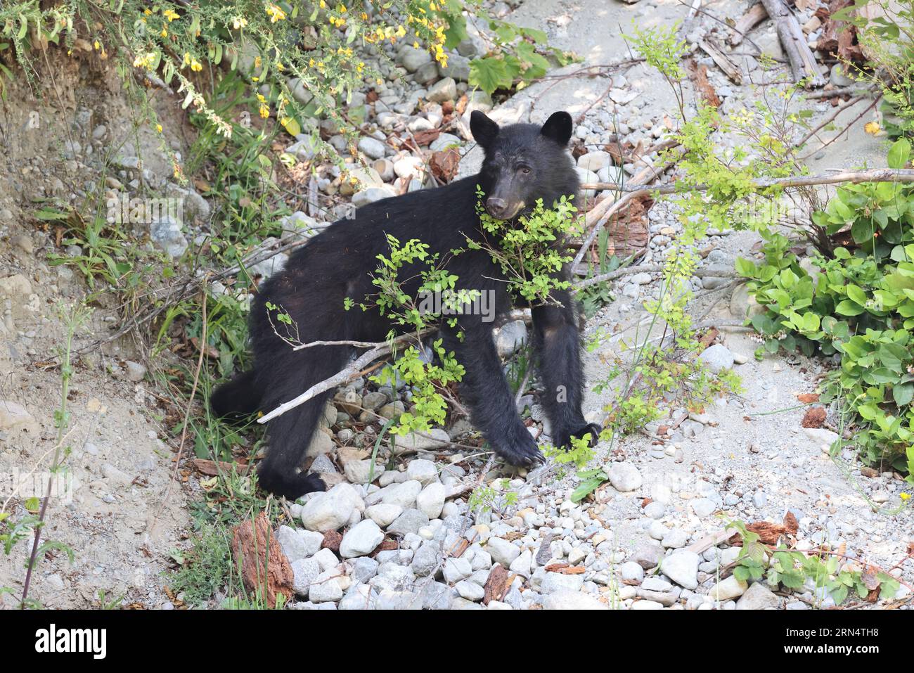 Schwarzer Bär im Wald Vancouver Island Kanada Stockfoto