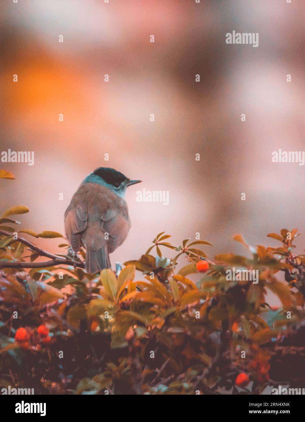 Majestätischer männlicher Schwarzkappenvogel Sylvia melanocephala zwischen Herbststräuchern Stockfoto