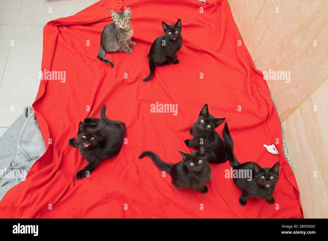 Sechs neun Wochen alte Kätzchen sitzen auf einer Decke und schauen sich die Kamera an, Deutschland Stockfoto
