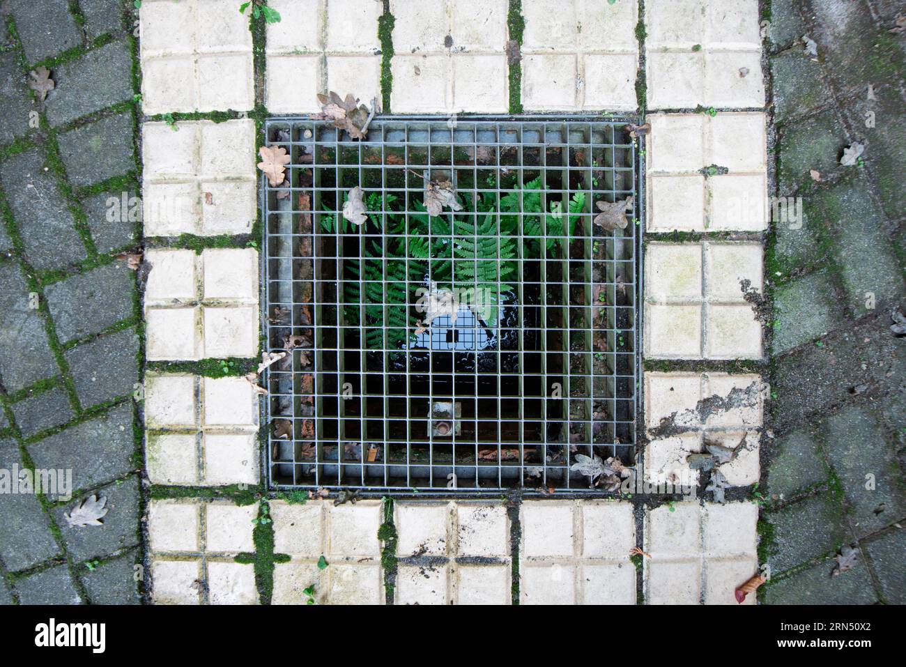 Grüner Farn wächst aus einem Abwasserkanal, Kanalisation, Deutschland Stockfoto
