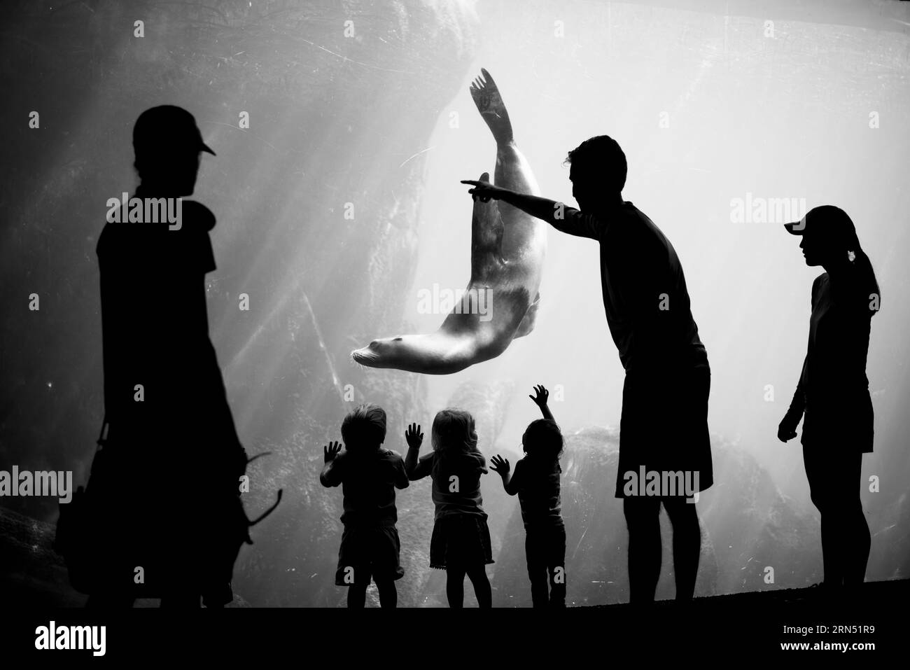 Robben und Besucher im Smithsonian National Zoo, Washington. Schwarzweiß-Foto mit Silhouetten von Kindern und Erwachsenen, die eine Robbe in einem Aquarium sehen. Stockfoto