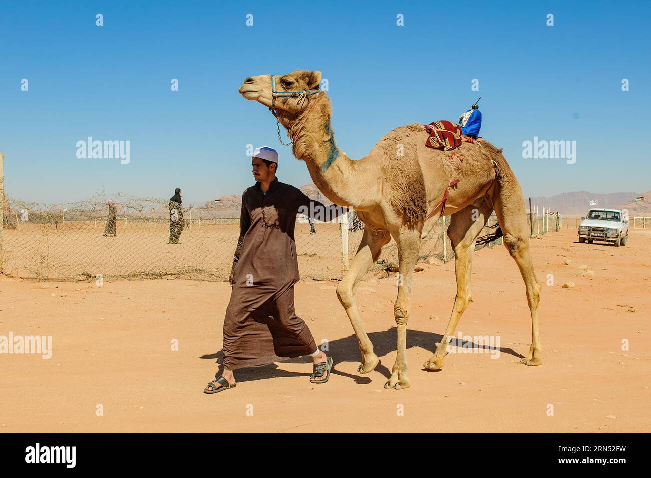 Kamelrennkamel mit elektronischem Jockey auf dem Rücken für das offizielle Kamelrennen, das von den Kamelhütern des Rennstalls auf die Rennstrecke geführt wird Stockfoto