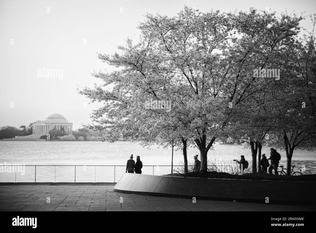 WASHINGTON DC, USA - in jedem Frühjahr, tausende Kirschbäume rund um das Tidal Basin in Washington DC in voller Blüte stehen, was für eine wichtige touristische zeichnen. Stockfoto