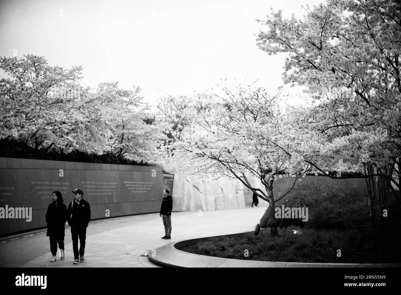 Kirschblüten im Martin Luther King Jr. Memorial, Washington, D.C. Schwarzweißfoto zeigt blühende Bäume entlang des Gezeitenbeckens mit Figuren im Hintergrund. Stockfoto