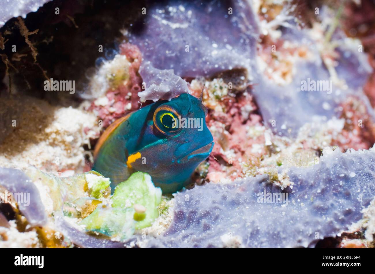 Tailspot Blenny (Ecsenius stigmatura) in Ruhe auf Schwamm. Raja Ampat, West Papua, Indonesien. Stockfoto