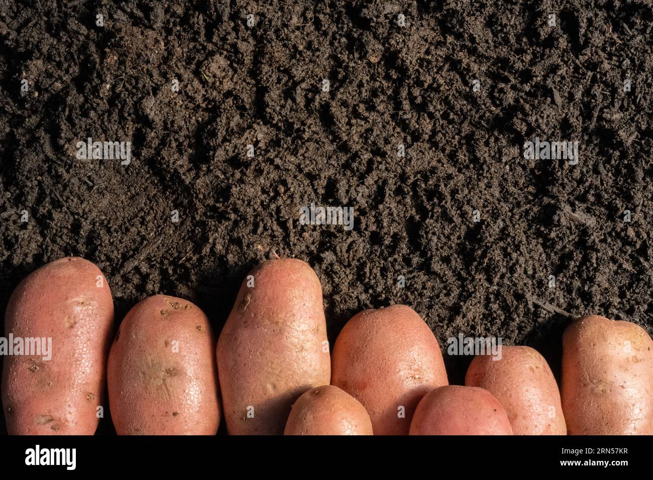 Kartoffeln gruppiert im unteren Bereich des ​​the-Bildes mit Platz für Text Stockfoto