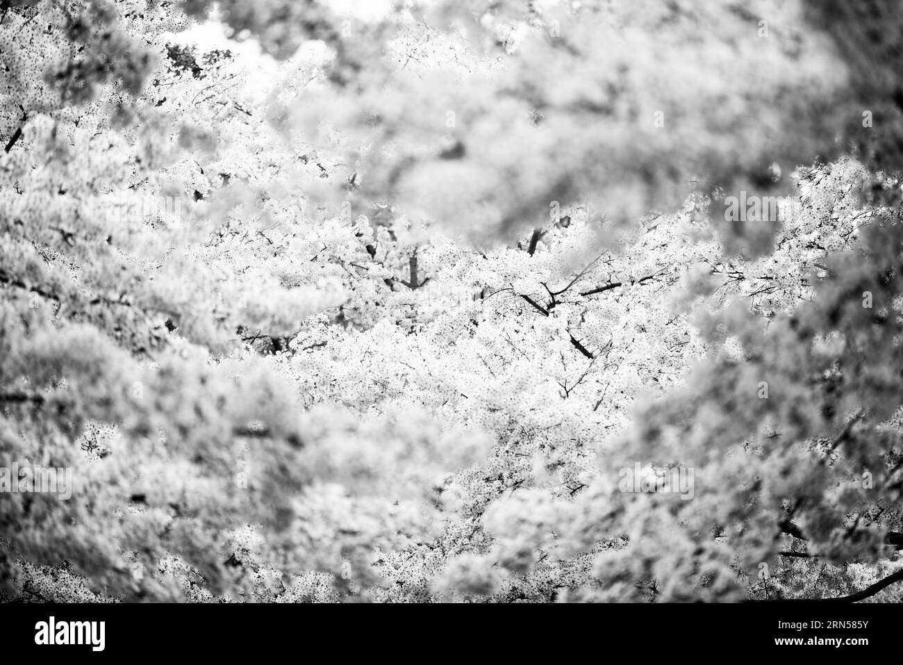 WASHINGTON DC, Vereinigte Staaten – Ein Schwarzweißfoto der berühmten Kirschblüten von Washington DC. Jedes Frühjahr blüht die Kirschblüte in voller Blüte um das Tidal Basin und markiert den Beginn des Frühlings in der Hauptstadt der Nation. Dieses jährliche Ereignis zieht Tausende an und symbolisiert die andauernde Freundschaft zwischen den USA und Japan, ein Geschenk Tokios aus dem Jahr 1912. Stockfoto