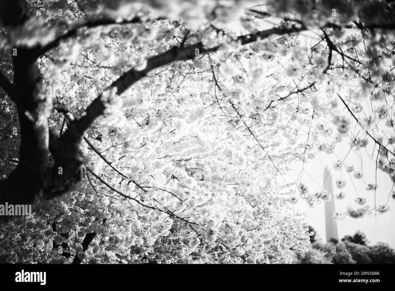 Kirschblüten, Tidal Basin, Washington, D.C. Schwarzweißfoto mit Blick auf das Washington Monument. Stockfoto