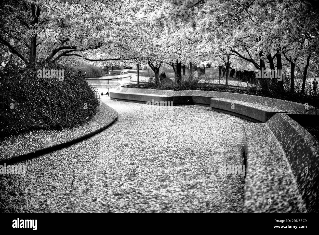 WASHINGTON DC, Vereinigte Staaten – Ein Schwarzweißfoto der berühmten Kirschblüten von Washington DC. Jedes Frühjahr blüht die Kirschblüte in voller Blüte um das Tidal Basin und markiert den Beginn des Frühlings in der Hauptstadt der Nation. Dieses jährliche Ereignis zieht Tausende an und symbolisiert die andauernde Freundschaft zwischen den USA und Japan, ein Geschenk Tokios aus dem Jahr 1912. Stockfoto