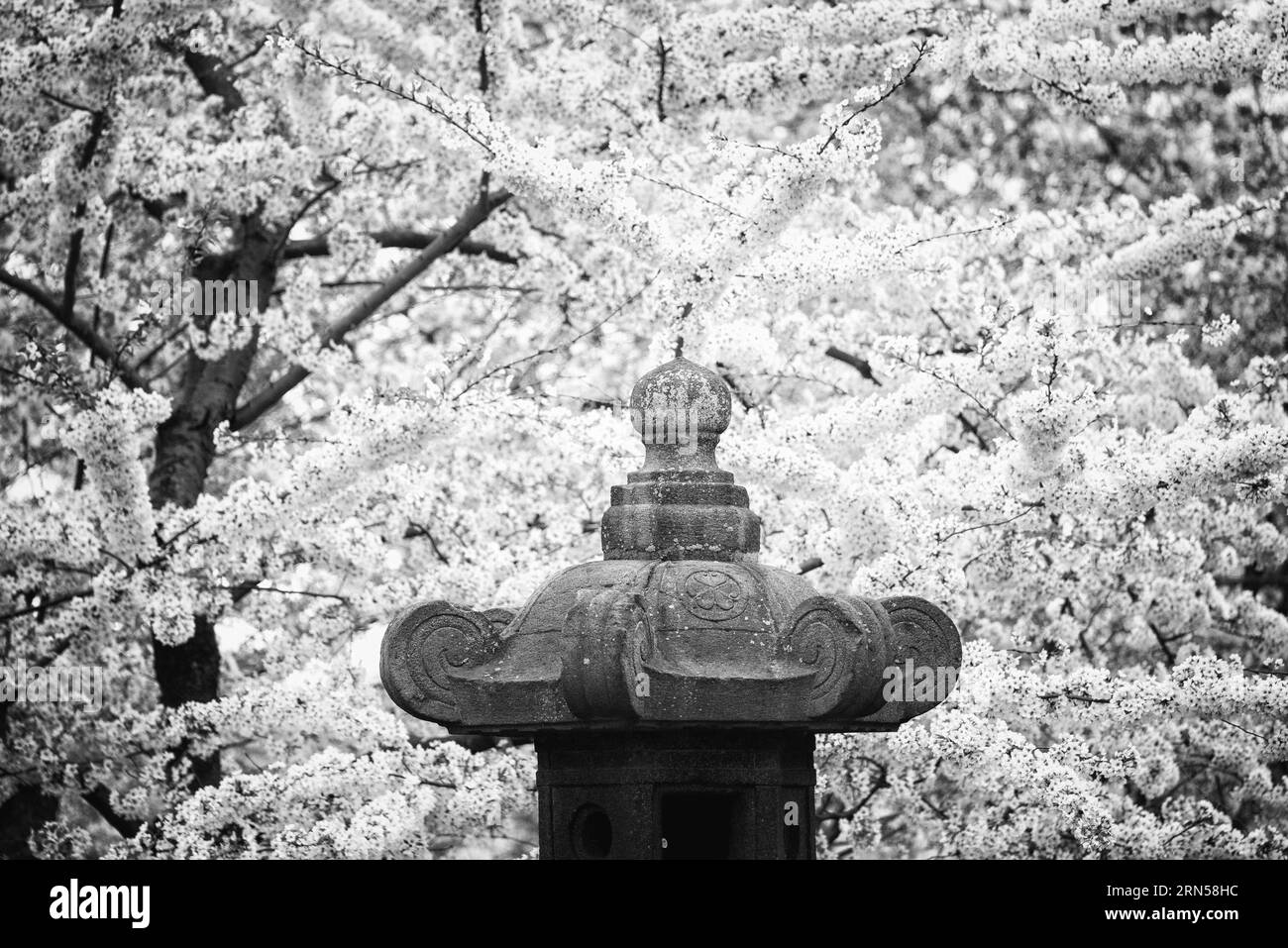 Washington, DC - Die steinerne japanische Laterne stammt aus dem 17. Jahrhundert. Es war ein Geschenk der Menschen in Japan an Washington DC, das jetzt am Ufer des Tidal Basin liegt und jedes Frühjahr von Tausenden von blühenden Kirschblüten umgeben ist. Die jährliche Blüte tausender Kirschbäume rund um und in der Nähe von Denkmälern des Tidal Basin in Washington DC ist eine große Touristenattraktion. Die Blüte ist nur flüchtig, und der genaue Zeitpunkt ändert sich von Jahr zu Jahr je nach Wetter in den Monaten bis zu ihr. Stockfoto