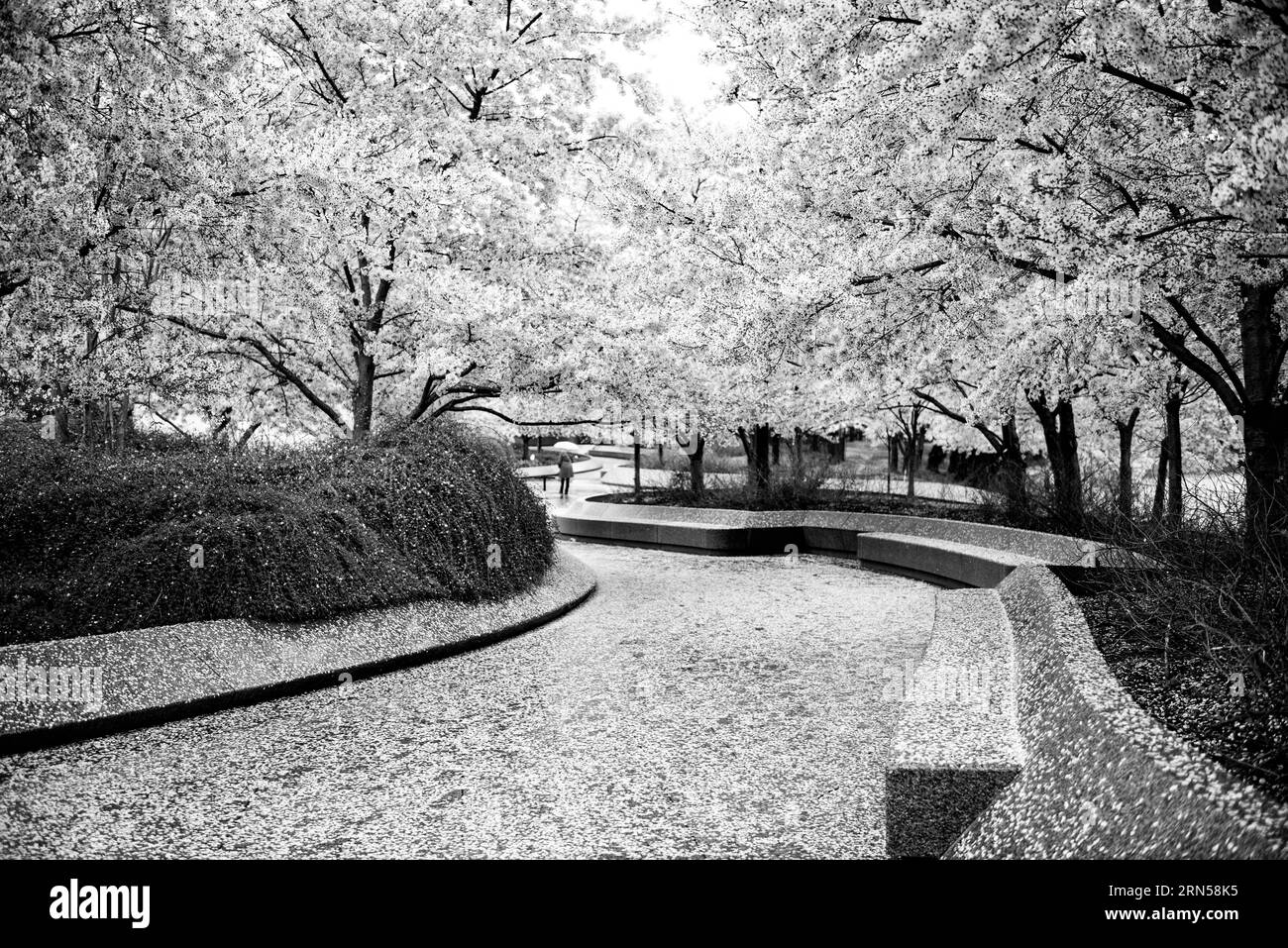 Kirschblüten im Tidal Basin, Washington, D.C. Schwarzweißfoto, das einen von Bänken und blühenden Bäumen gesäumten Gang zeigt. Stockfoto