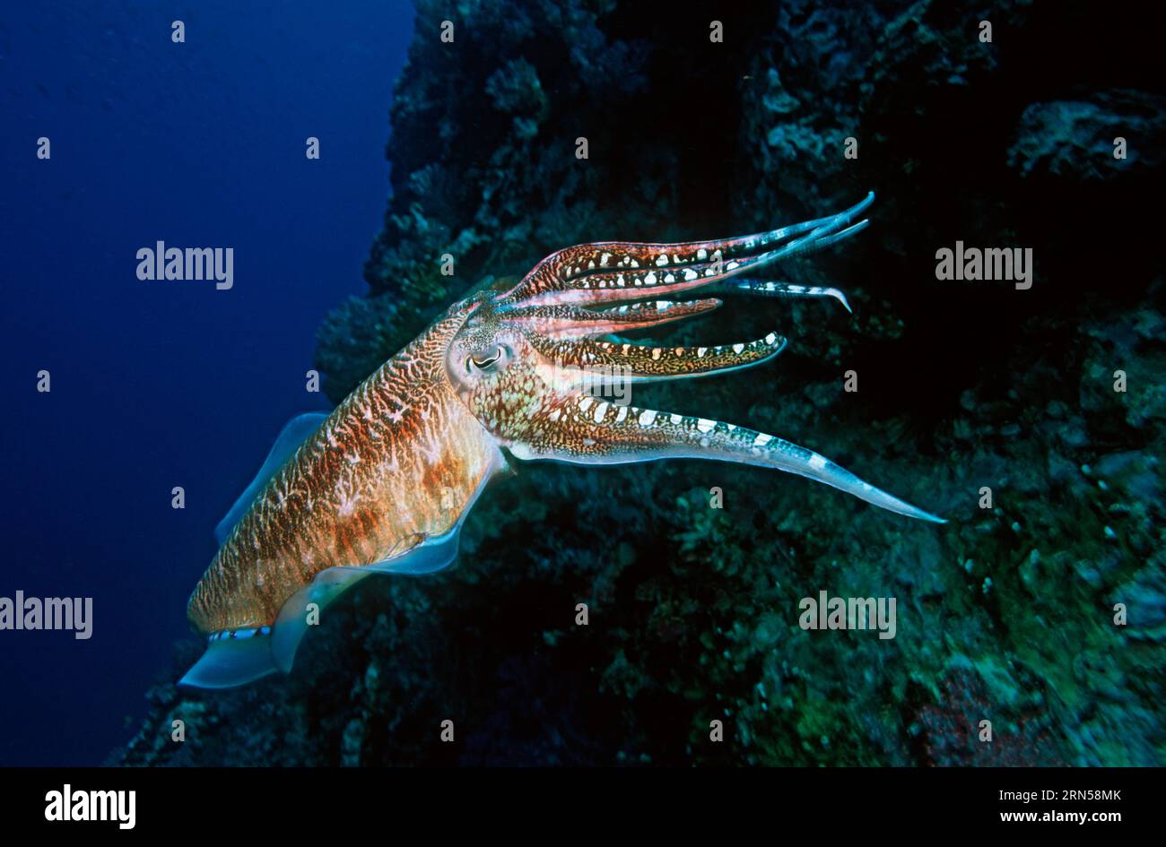 Pharao-Tintenfische (Sepia pharaonis), die Farben umwerben. Andamanensee, Thailand. Stockfoto