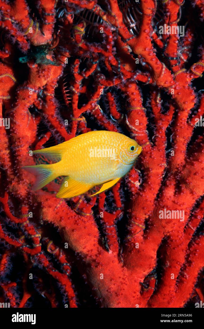 Goldene Damsel (Amblyglyphidodon aureus), die an Gorgonien vorbeischwimmt. Andamanensee, Thailand. Stockfoto