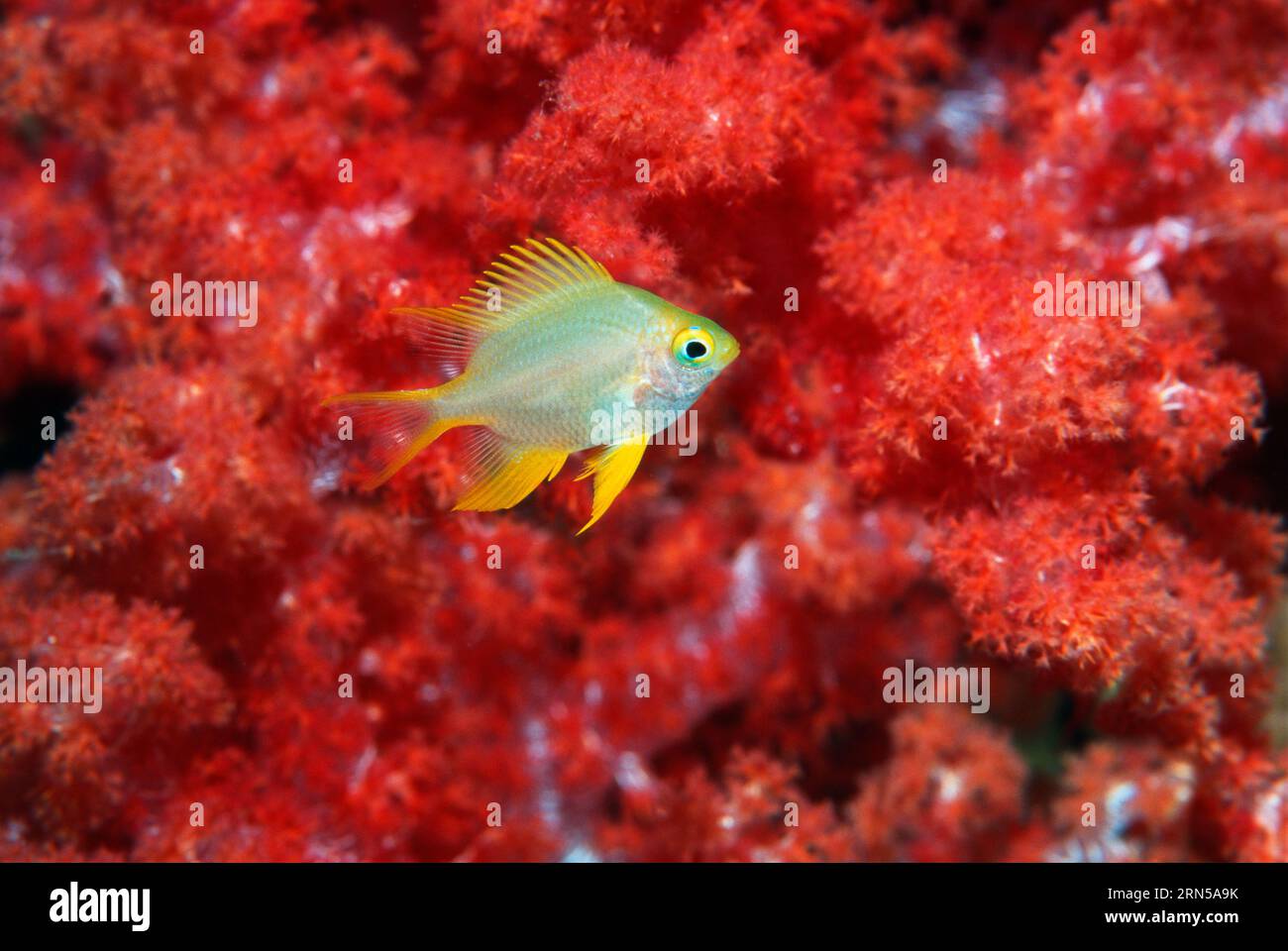 Goldene Damsel (Amblyglyphidodon aureus), die an weichen Korallen vorbeischwimmt. Andamanensee, Thailand. Stockfoto