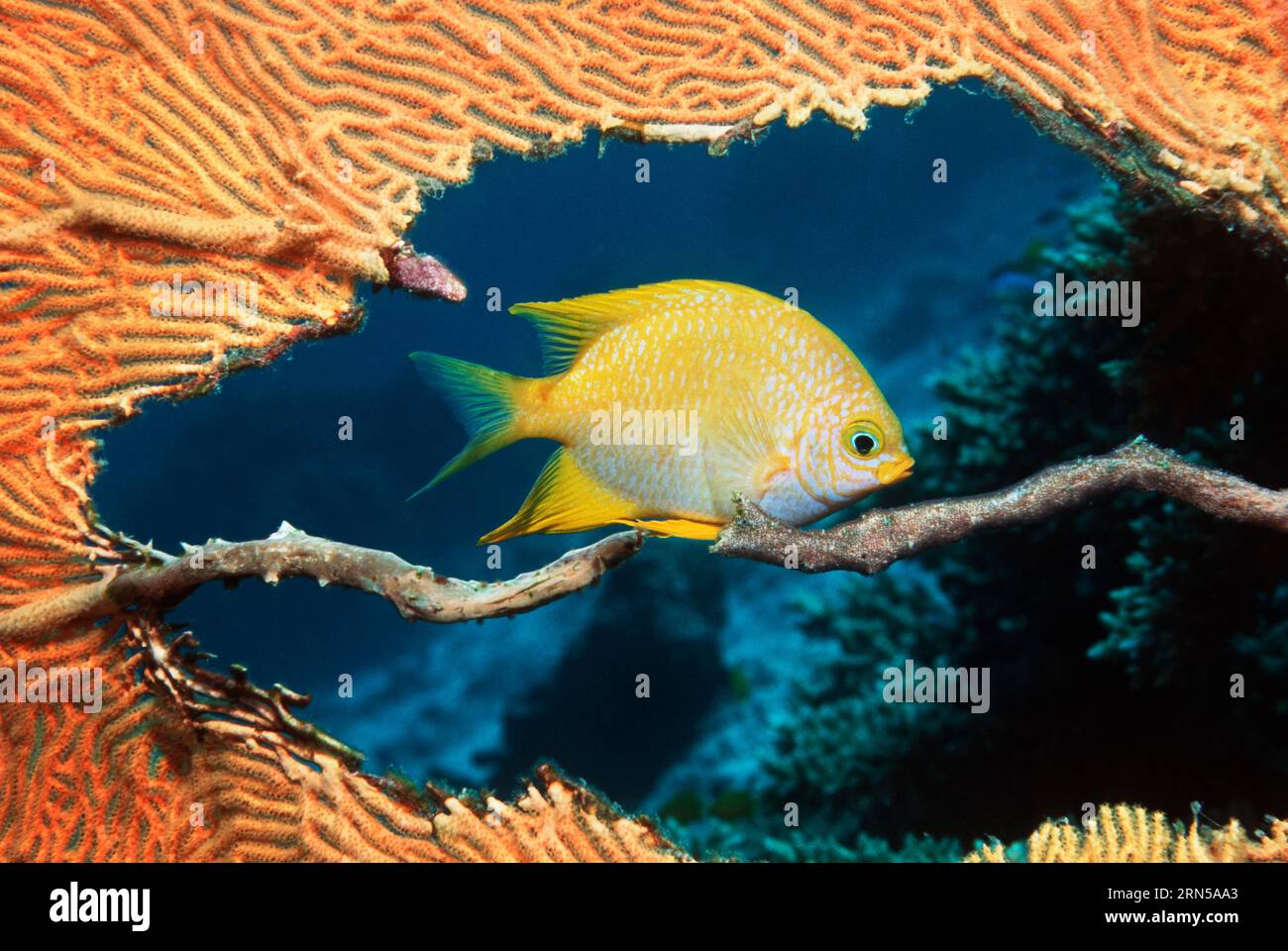 Goldene Damsel (Amblyglyphidodon aureus), die Eier auf Gorgonien pflegt. Andamanensee, Thailand. Stockfoto