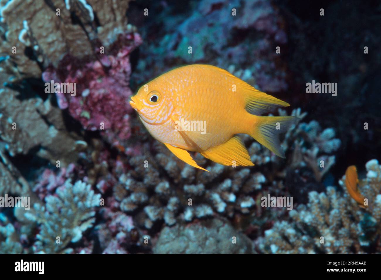 Goldener Riffbarsch (Amblyglyphidodon Aureus).  Andamanensee, Thailand. Stockfoto