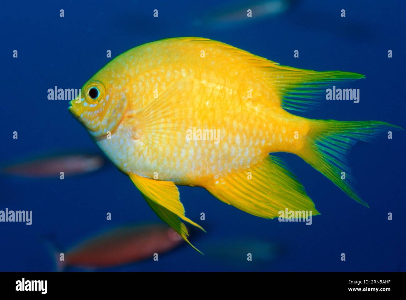 Goldener Riffbarsch (Amblyglyphidodon Aureus).  Andamanensee, Thailand. Stockfoto