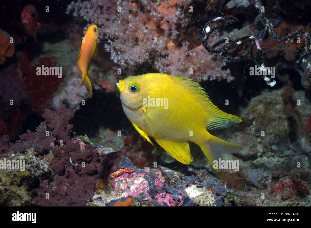 Goldene Damsel (Amblyglyphidodon aureus). Papua-Neuguinea. Stockfoto