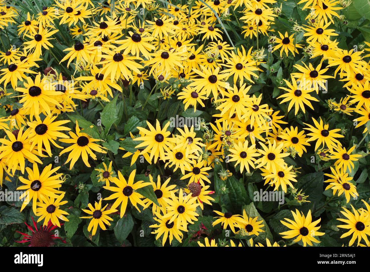 Leuchtend gelbe Gänseblümchen wie die Blüten von Rudbeckia Rudbeckia, einer hartnäckigen, mehrjährigen Gartenblume Stockfoto