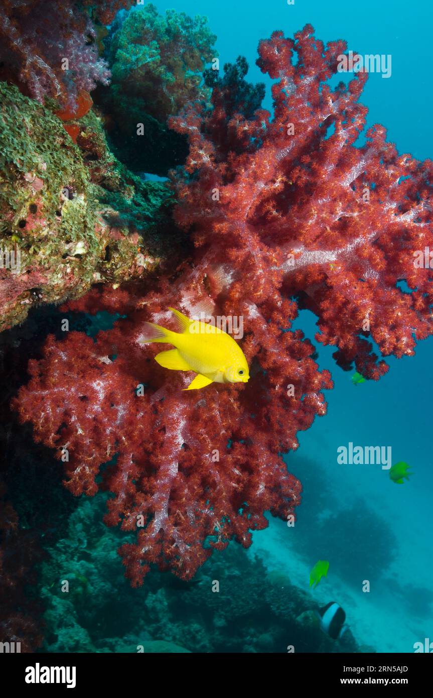 Goldene Damsel (Amblyglyphidodon aureus) mit Weichkoralle. Andamanensee, Thailand. Stockfoto