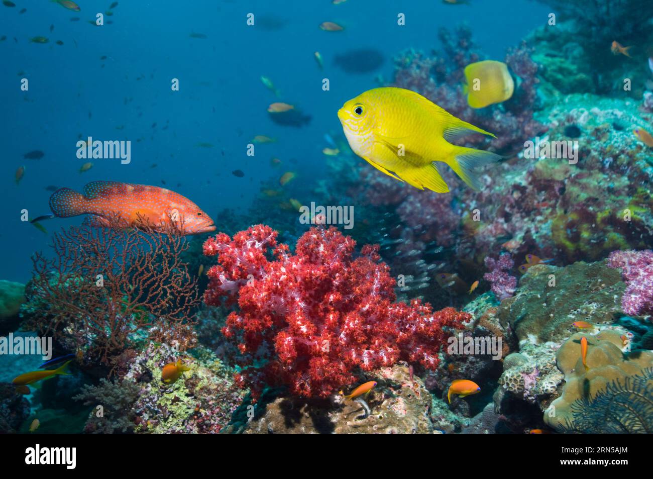Goldene Damsel (Amblyglyphidodon aureus) über Korallenriff mit Weichkorallen. Andamanensee, Thailand. Stockfoto