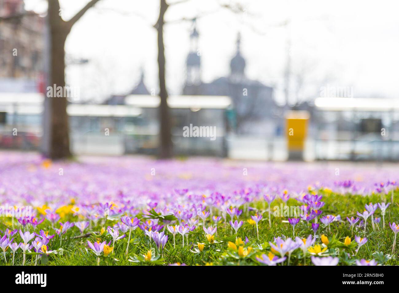 Tausende Krokusse und Winterrosen blühen rund um den Goldenen Reiter am Neustaedter Markt und sind ein beliebtes Fotomotiv Stockfoto