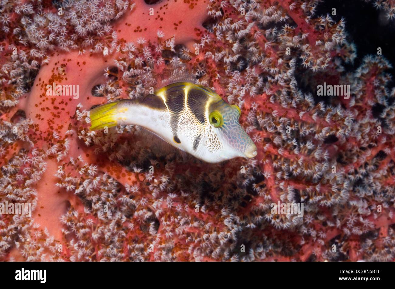 Schwarzsattelfische (Paraluteres prionurus) schwimmen an Weichkorallen vorbei. Indonesien. Stockfoto
