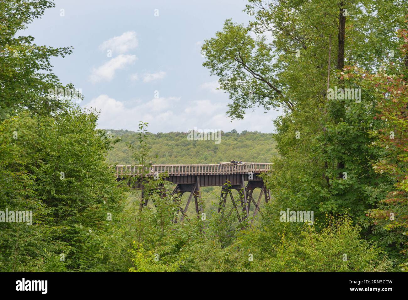 Üppiger Wald Hintergrund Park Land Kopierraum Hintergründe Stockfoto