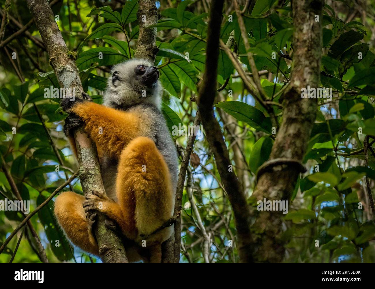 Diademed sifaka (Propithecus diadema) in den Nebelwäldern des Andasibe-Nationalparks im Osten Madagaskars Stockfoto