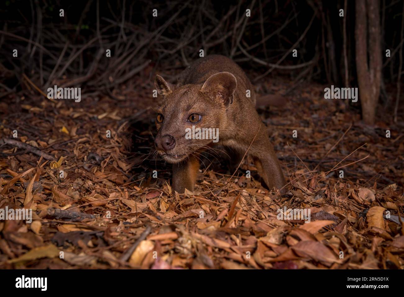 Fossa (Cryptoprocta ferrox) in den Trockenwäldern des westlichen Madagaskars Stockfoto