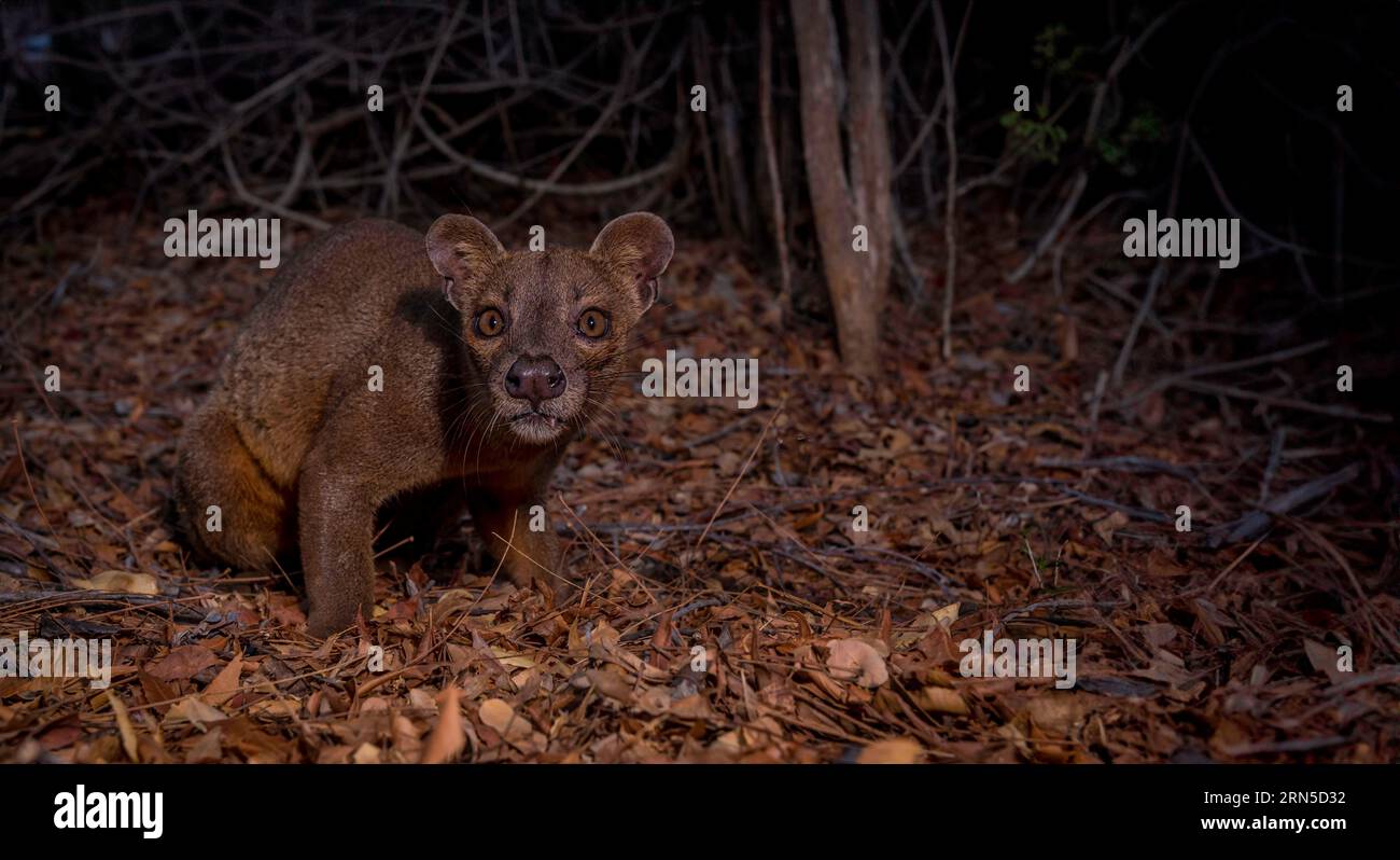 Fossa (Cryptoprocta ferrox) in den Trockenwäldern des westlichen Madagaskars Stockfoto