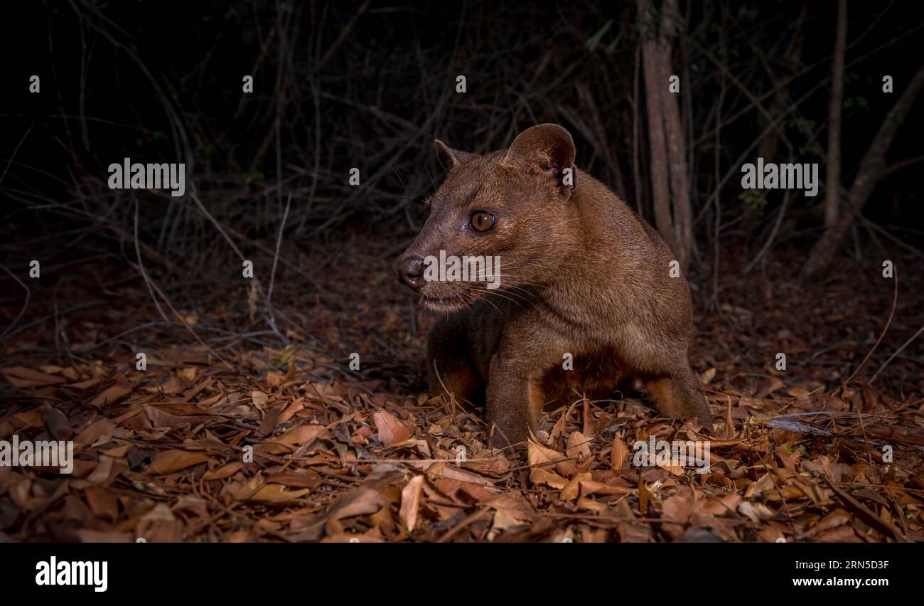 Fossa (Cryptoprocta ferrox) in den Trockenwäldern des westlichen Madagaskars Stockfoto